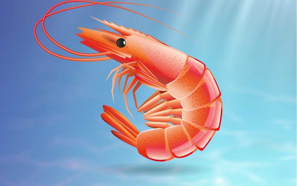 feedkind-shrimp-01