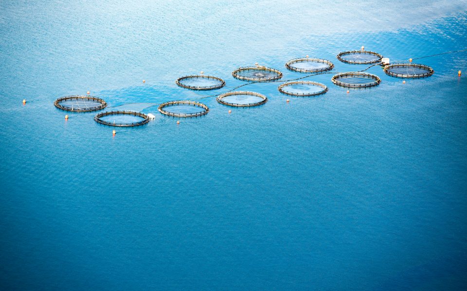 Sea Fish Farm
