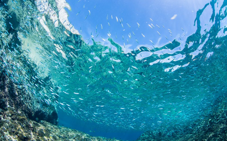 School of Sardine