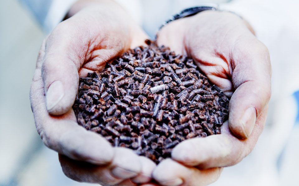 sustainable-feed